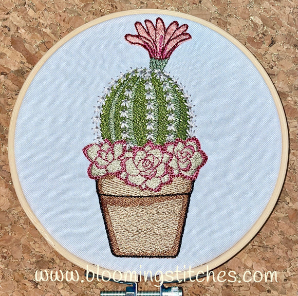 Cactus in pot 3
