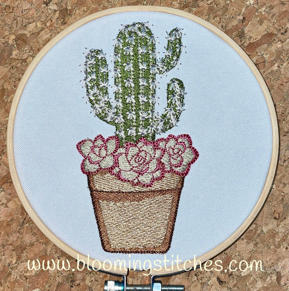 Cactus in pot 2