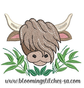 Highland Cow 11