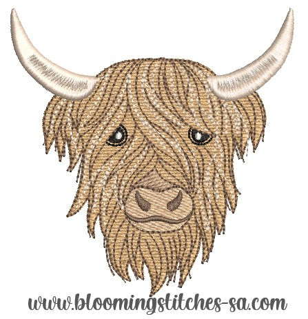 Highland Cow 1