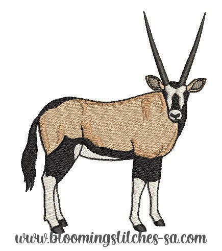 Gemsbok / Oryx