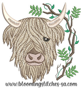 Highland cow 7