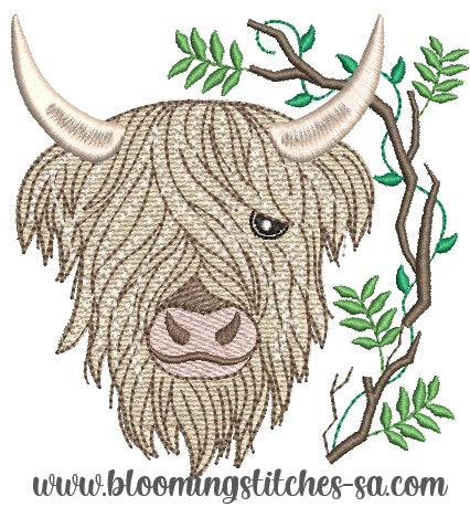 Highland cow 7